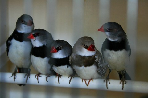 birds5