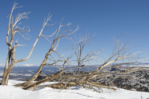 branches.jpg