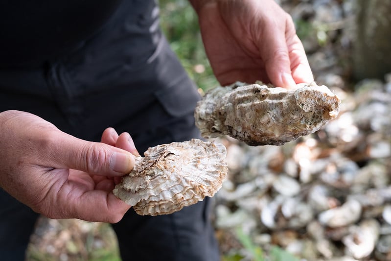 Pacific and Atlantic oyster shells, side by side at the Wadden Sea Centre