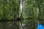 Germany's Spree Forest