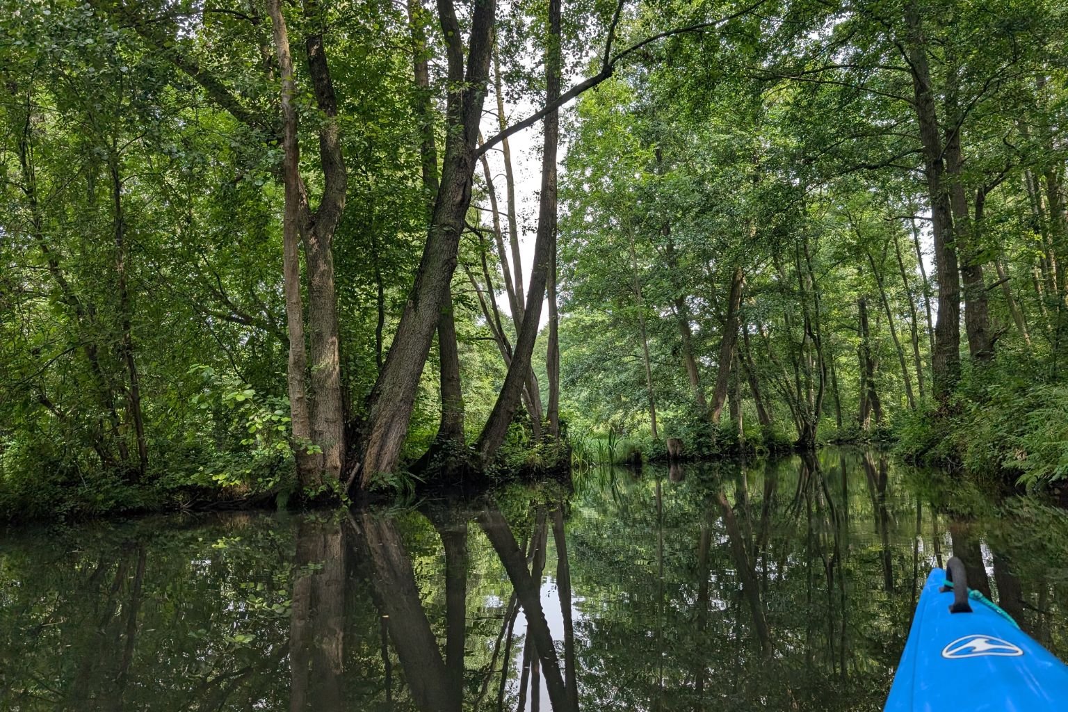 How Germany’s Spree Forest is finding its way toward a regenerative future