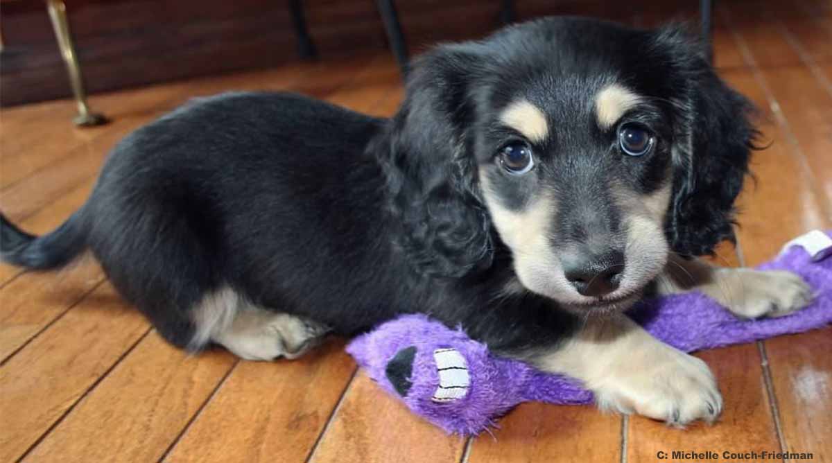 How to avoid a pet scam. (Photo: Bentley Puppy by Michelle Couch-Friedman)