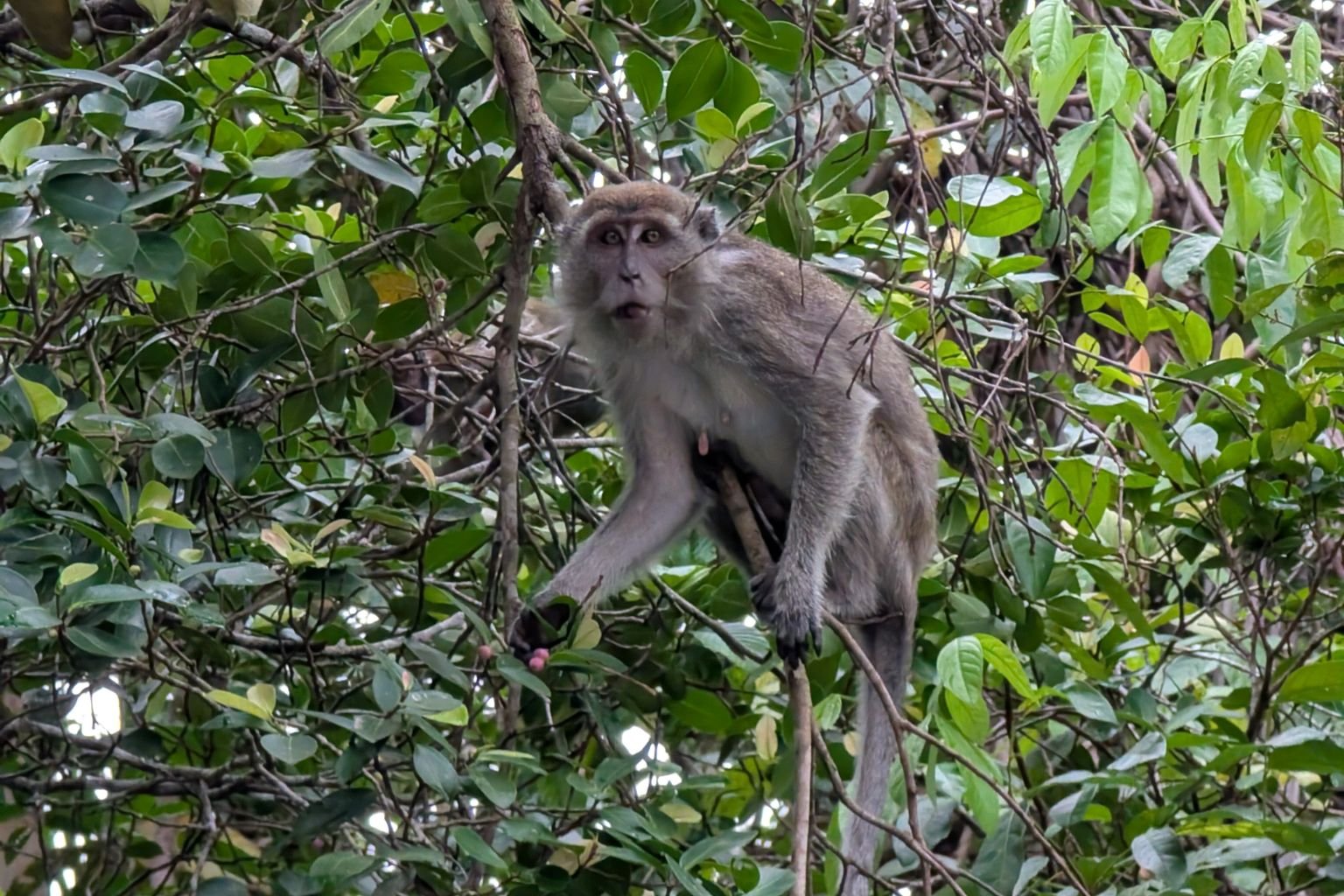 Can Kota Kinabalu become the ecotourism hub it aspires to be? Discover the delicate balance between tourism and conservation in Borneo.
