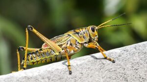 There's a grasshopper invasion in Las Vegas. And people like Julie Peterson want to know if her travel insurance covers grasshopper invasions.
