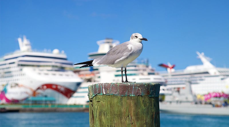 Make sure to bring the correct ID to cruise or you'll just be cruising home.