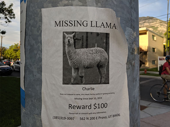 A missing llama in Provo, Utah