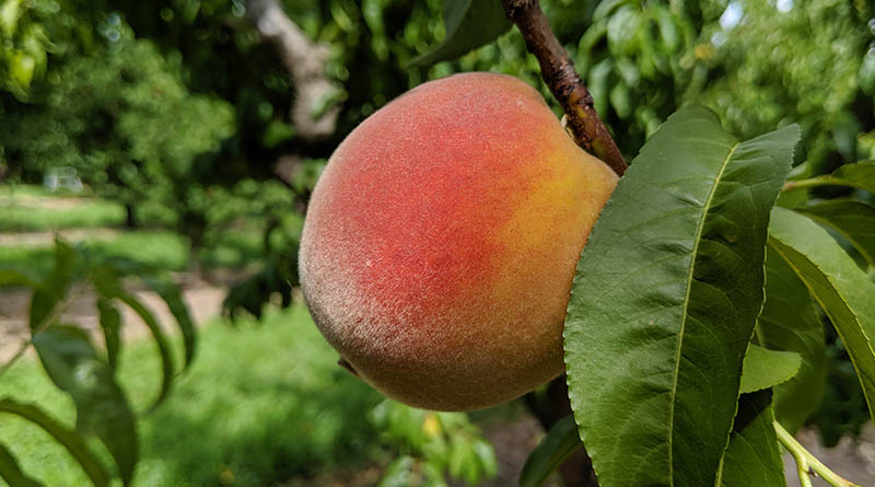 A ripe peach ready to be picked in Western Colorado.