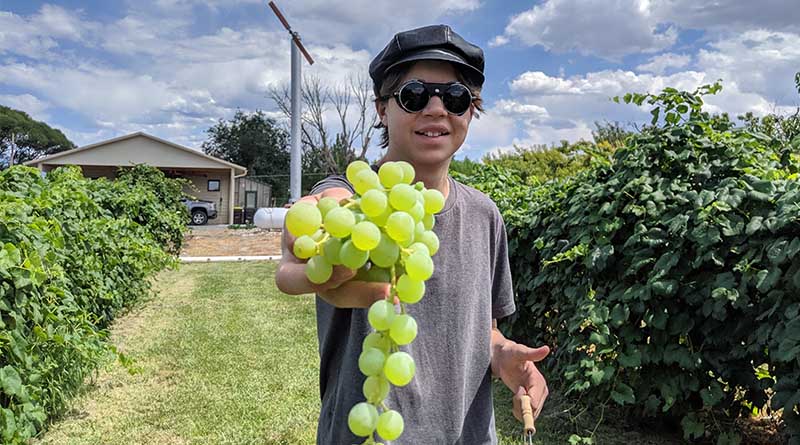 It's harvest time in western Colorado -- the perfect time for a fruit safari. OK, so fruit may not be the first thing that comes to mind in Colorado. But...