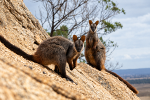 How conservationists and visitors are saving endangered wallabies in Melbourne