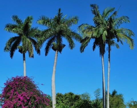 fort myers