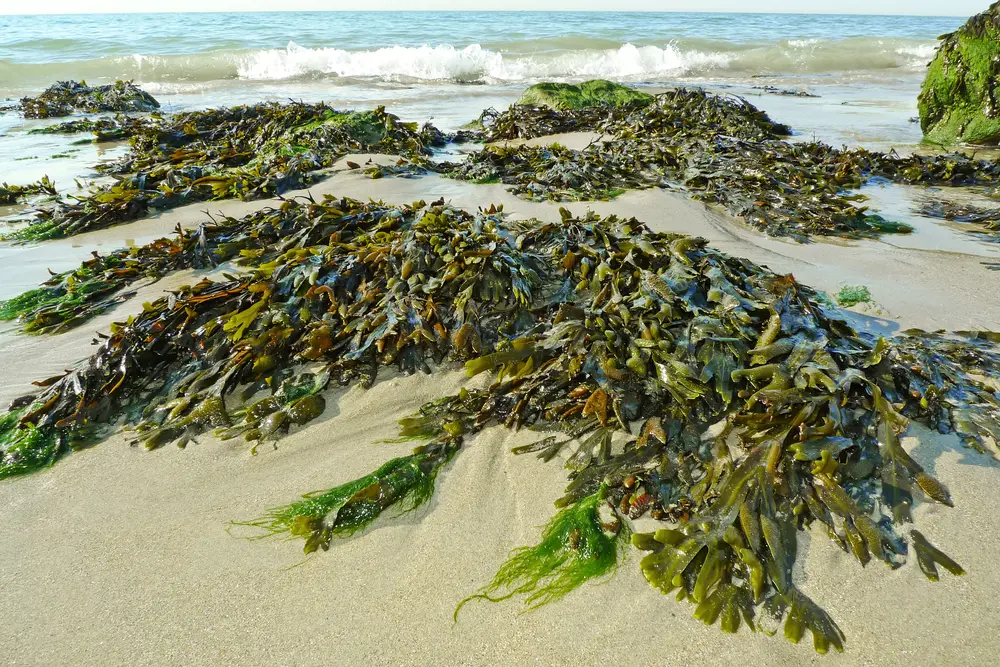 Is seaweed a legitimate reason to cancel your vacation rental and receive a full refund for your deposit? Susan Dorsey thinks so