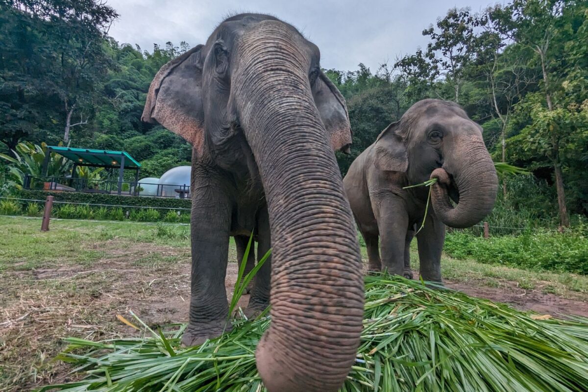 Elephants enjoying dinner at the Anantara Golden Triangle Elephant Camp & Resort near Chiang Rai, Thailand. Photo by Christopher Elliott 